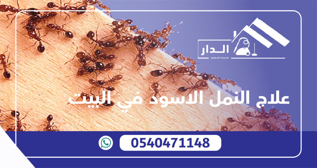 علاج النمل الاسود في البيت